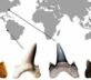 A New Species Of Massive Prehistoric Shark Has Been Discovered | IFLScience
