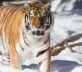 Massive Tigers Could Once Again Roam Central Asia – Seeker